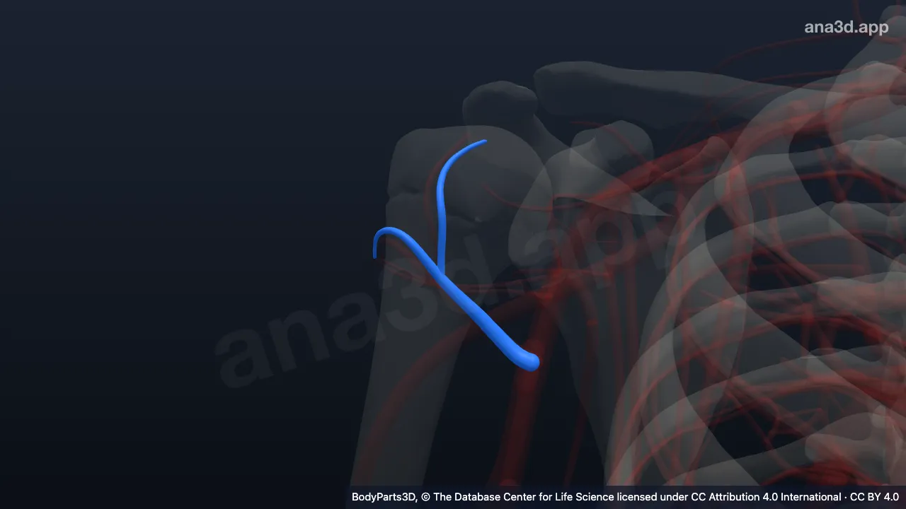 Model 3D: Vena sirkumfleksa humeri anterior kanan