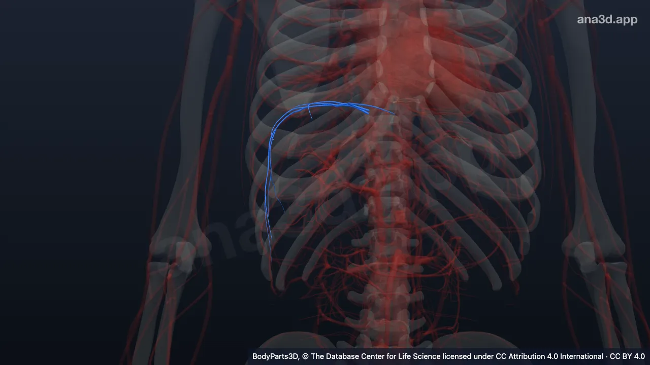 3D model: superior phrenic vein