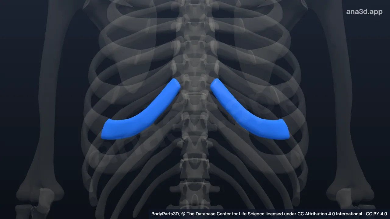 Modelo 3D: Cartilagem costal da sexta costela