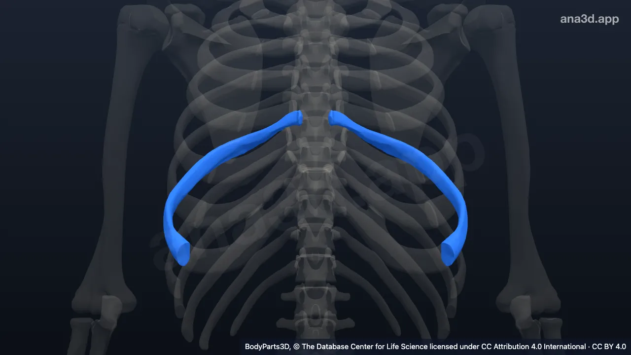 Modelo 3D: Sétima costela