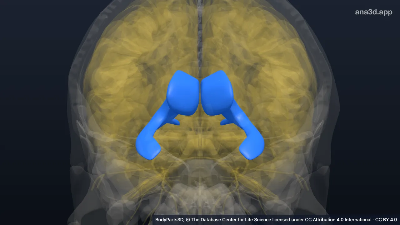 3D model: lateral ventricle