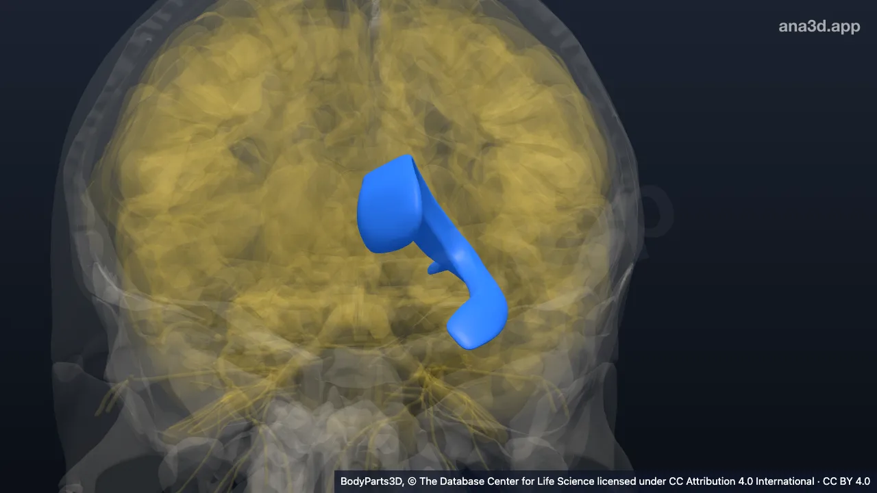 3D model: left lateral ventricle