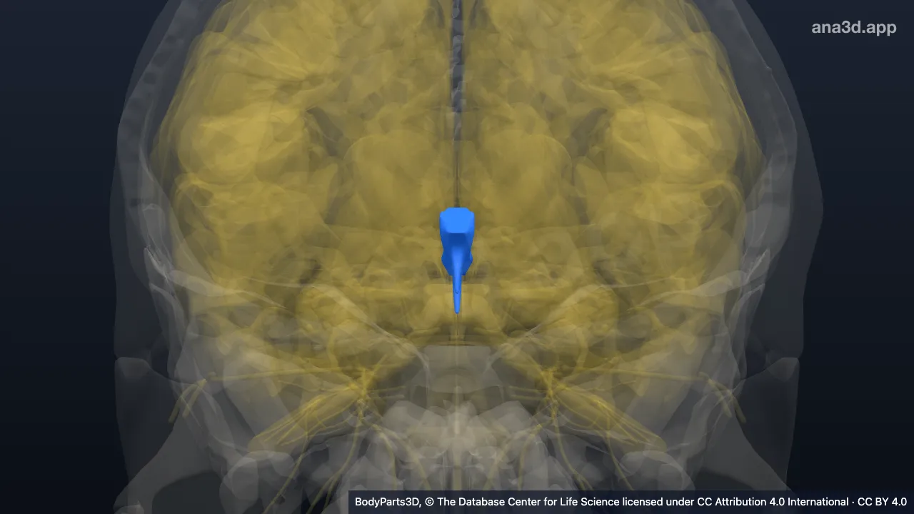 3D model: third ventricle