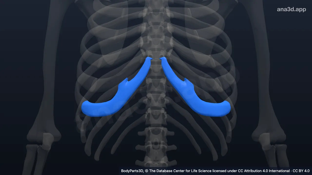 3D model: seventh costal cartilage