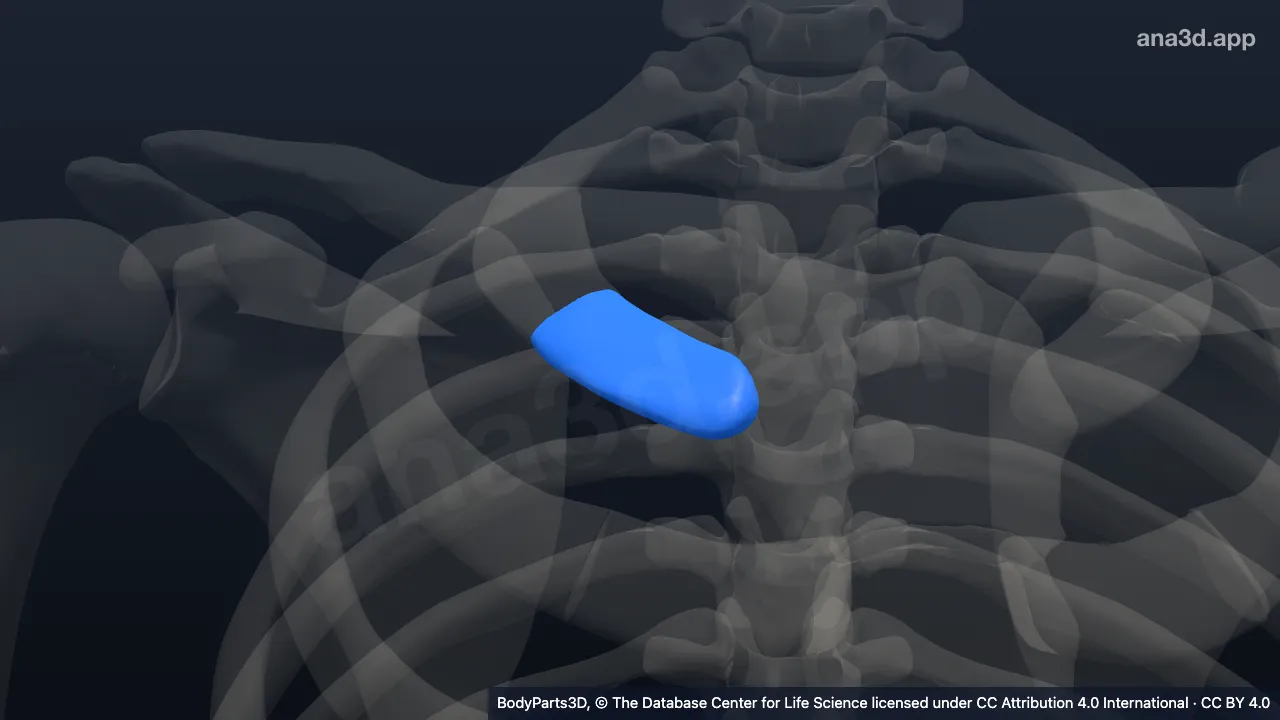 3D model: right first costal cartilage
