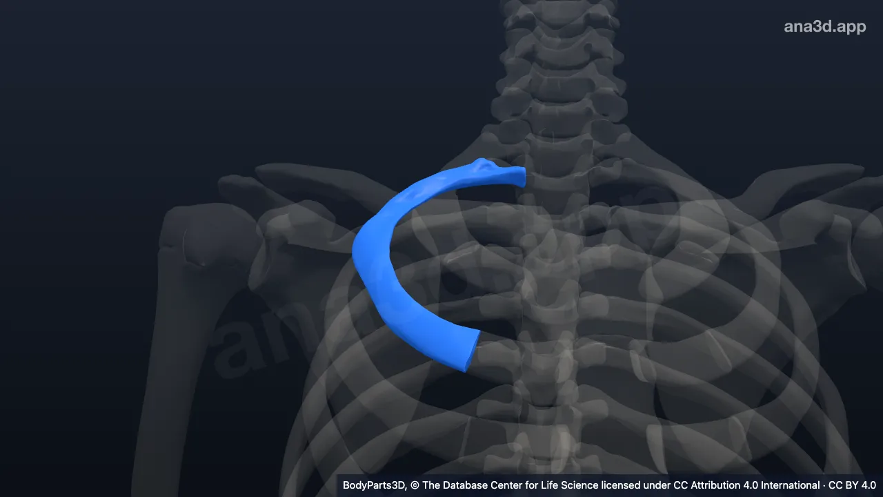 3D model: right second rib