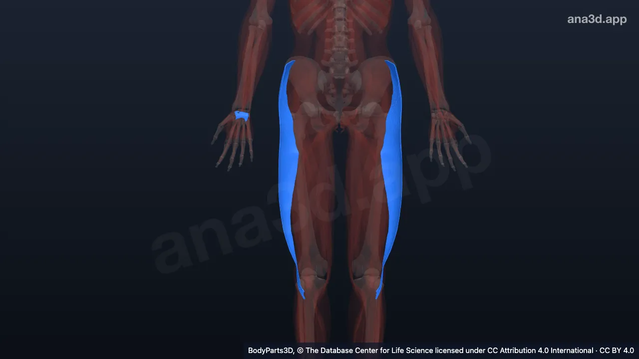 Modelo 3D: Sistema fascial profundo
