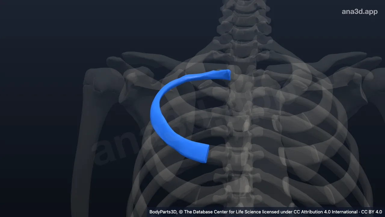 3D model: right third rib