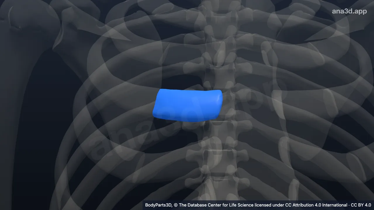 3D model: right third costal cartilage