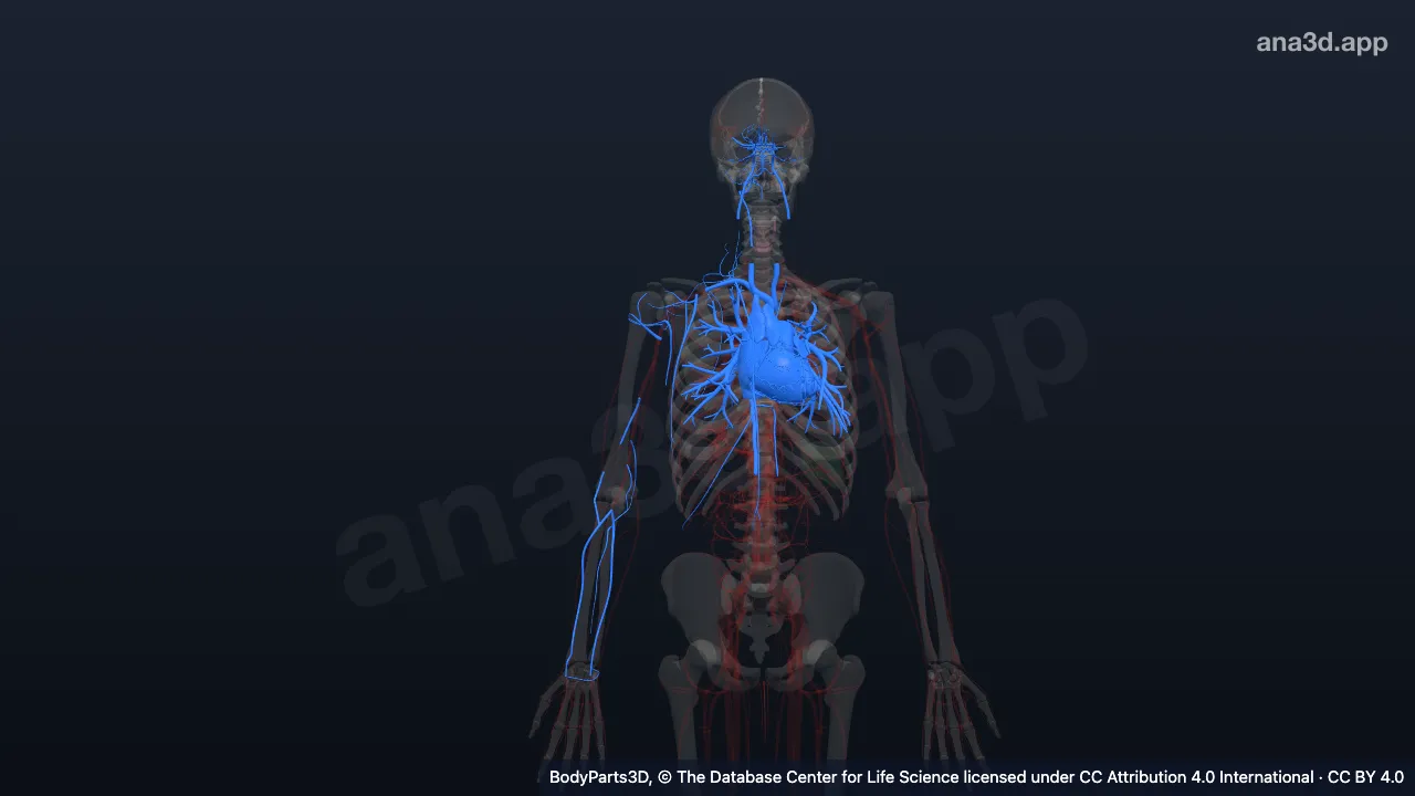 Modèle 3D : Contenu du thorax
