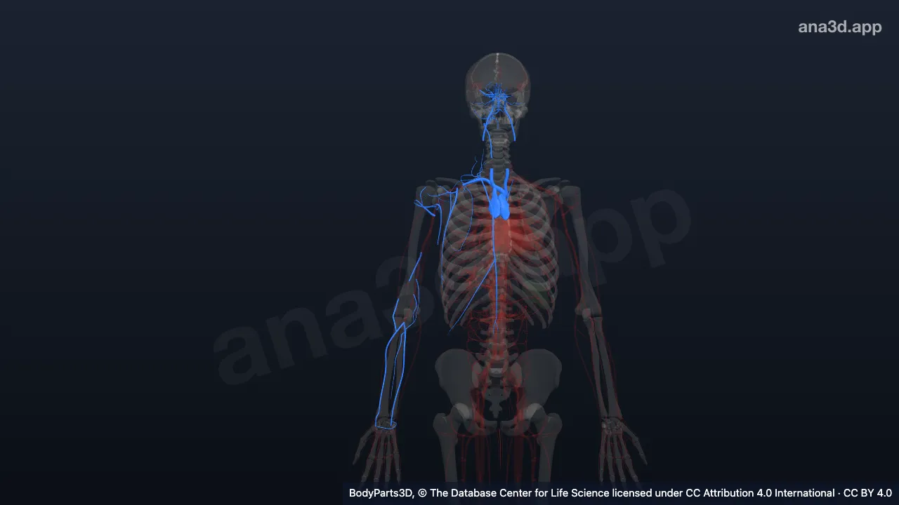Mô hình 3D: Thành phần trong trung thất trên