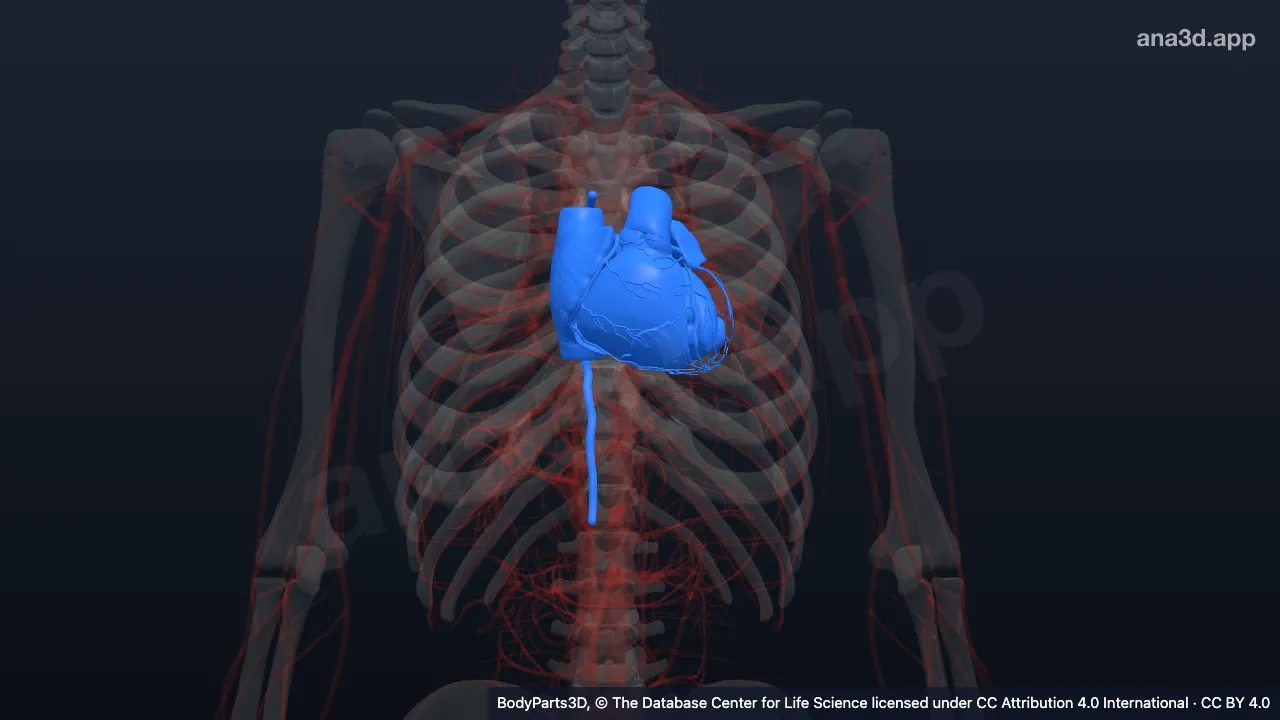 3D-Modell: Inhalt des mittleren Mediastinums
