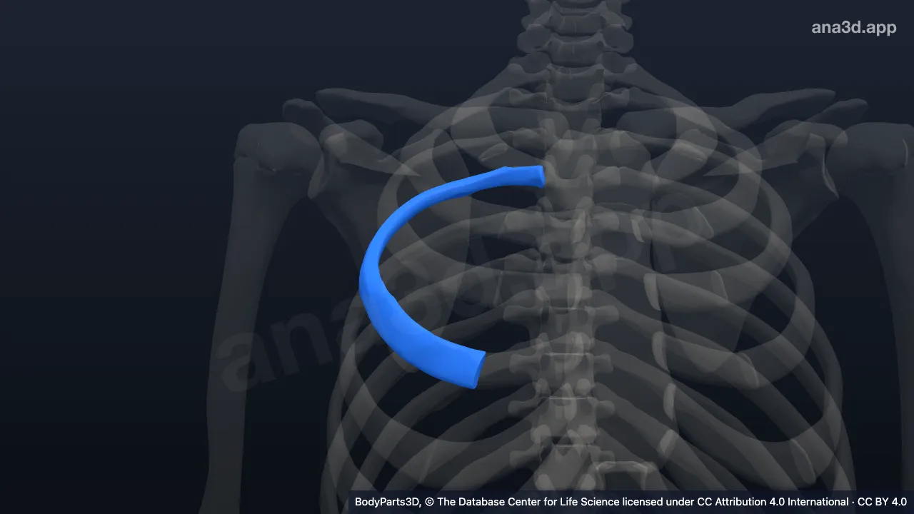 3D model: right fourth rib