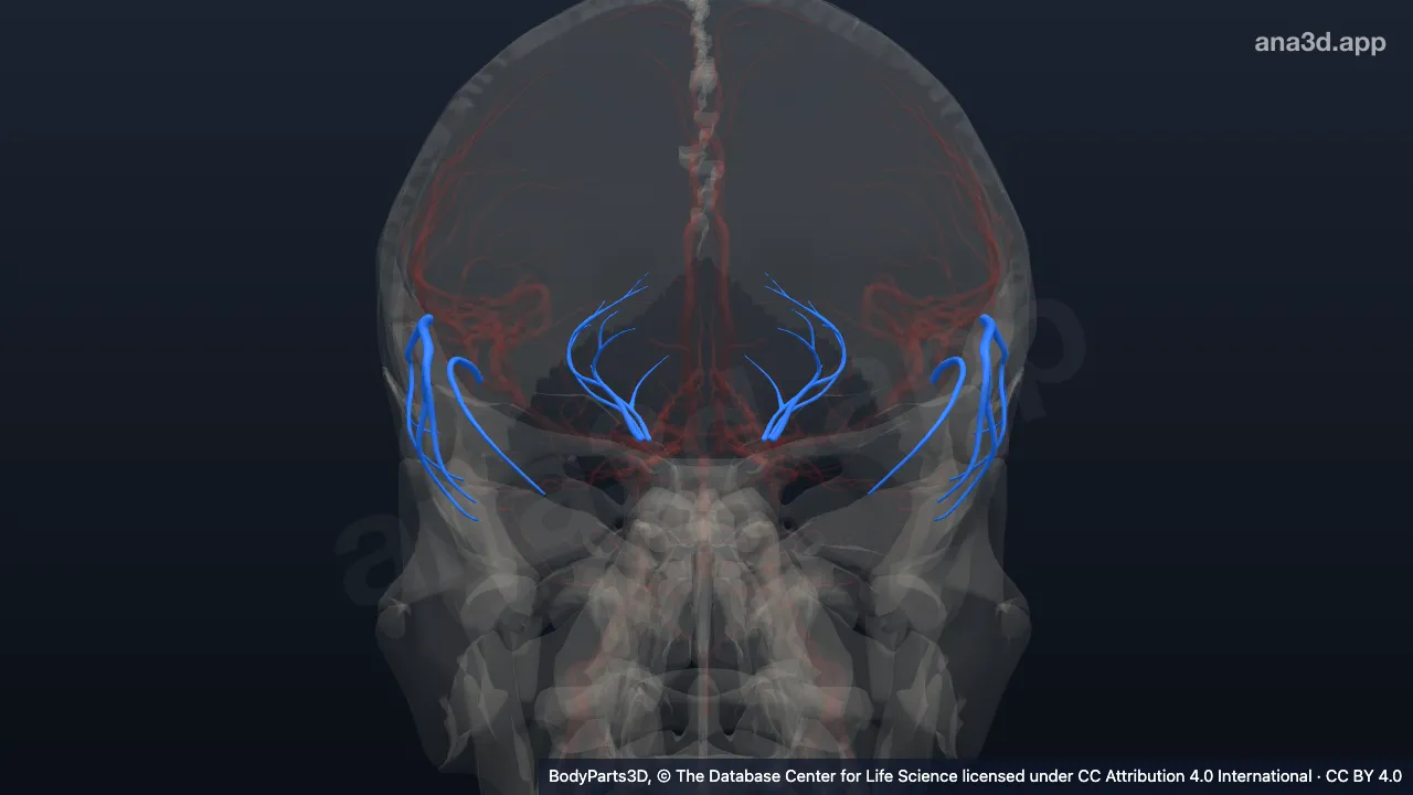 Modelo 3D: Ramo da parte esfenoidal da artéria cerebral média