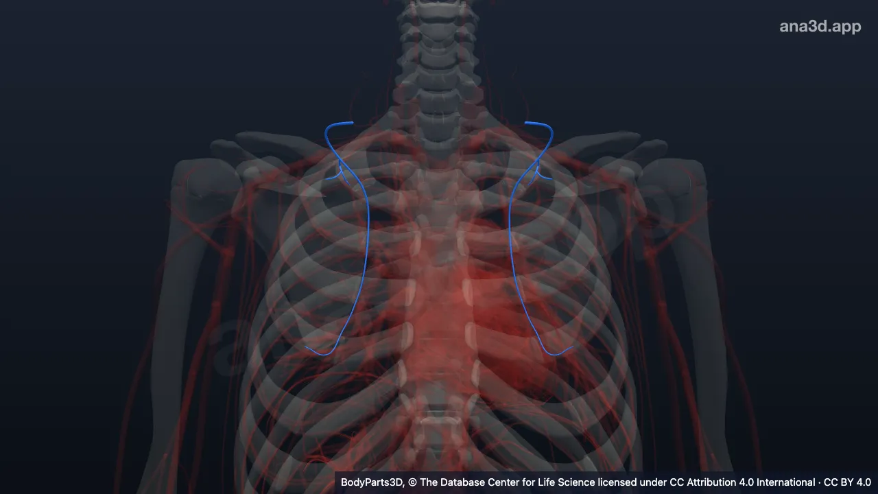 3D model: dorsal scapular artery