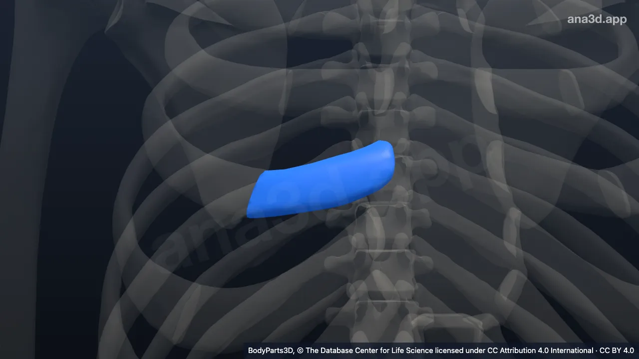 3D model: right fourth costal cartilage