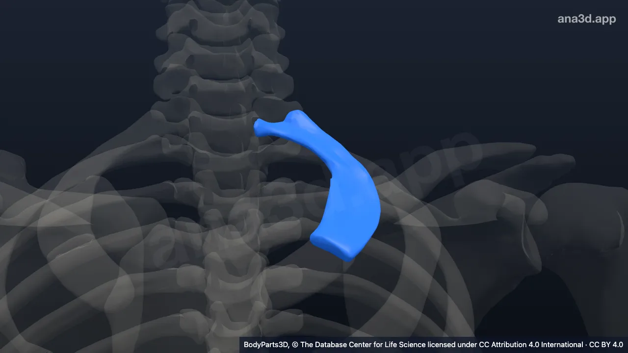 3D model: left first rib