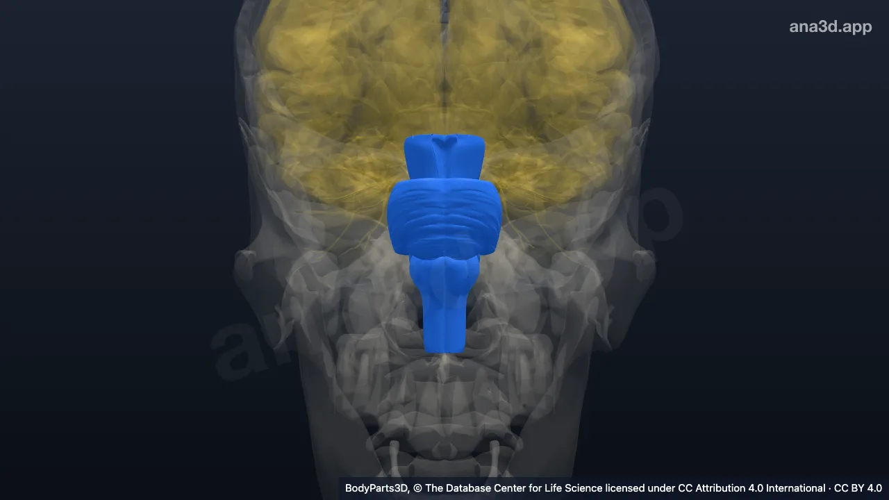 3D model: brainstem