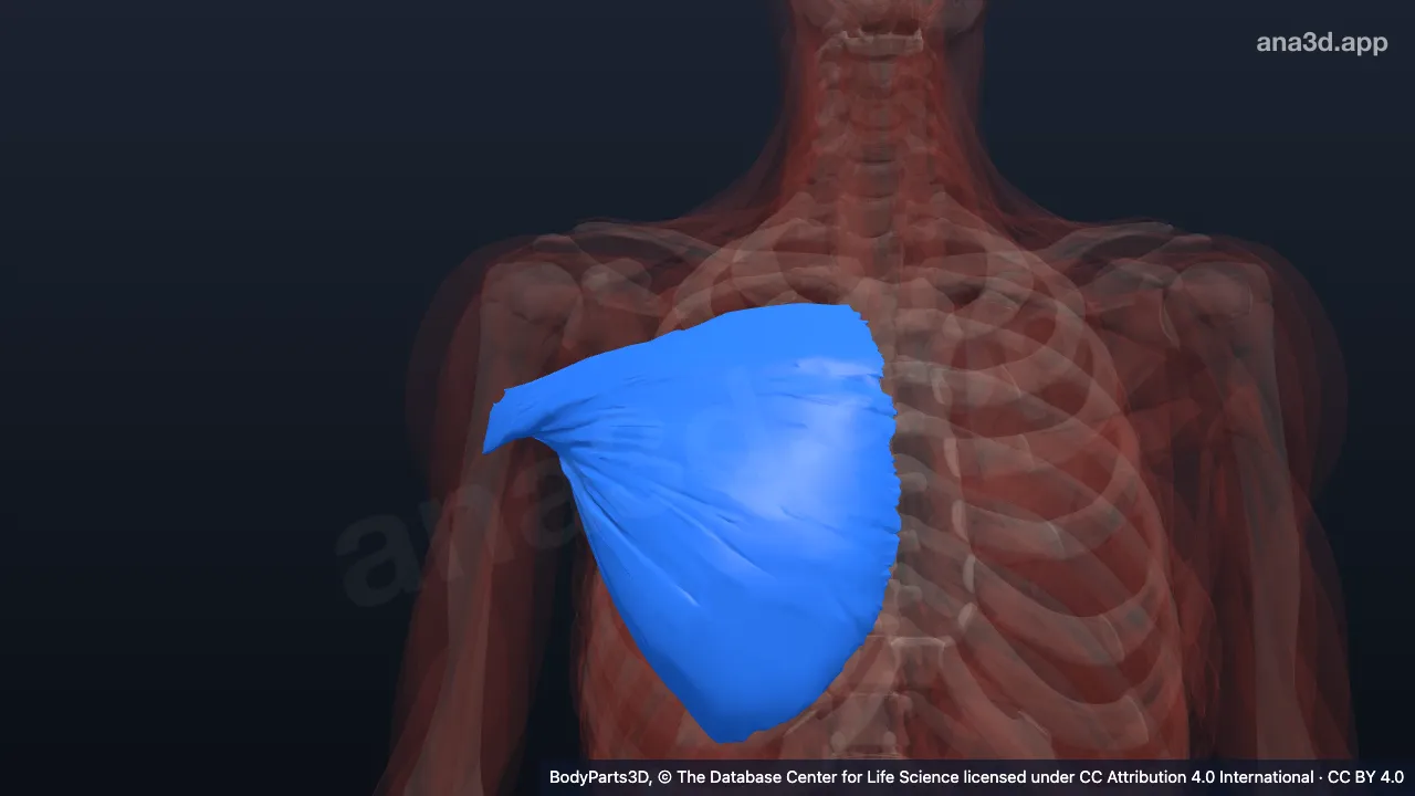 Modèle 3D : Partie sternocostale du muscle grand pectoral droit