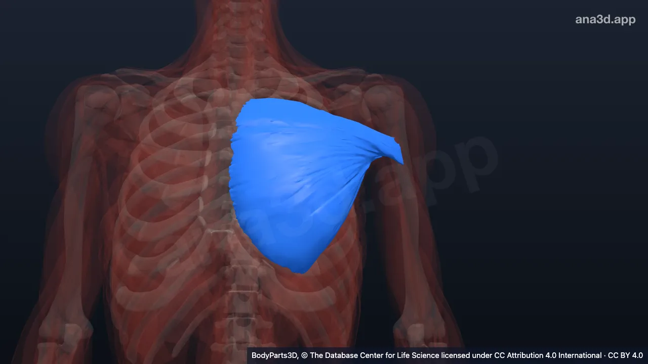 3D-Modell: Pars sternocostalis des linken Musculus pectoralis major