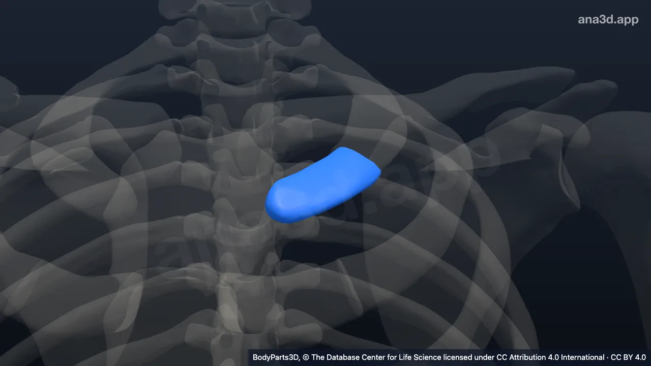 3D-Modell: Linker erster Rippenknorpel