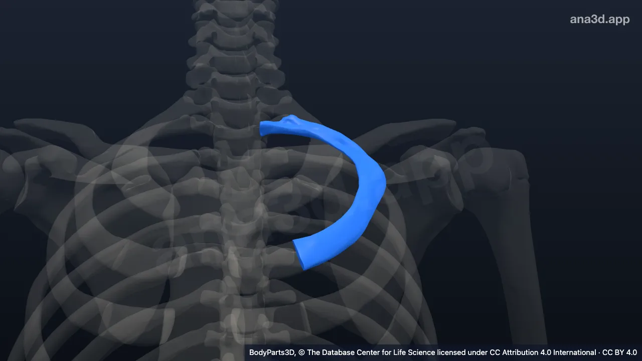 3D model: left second rib