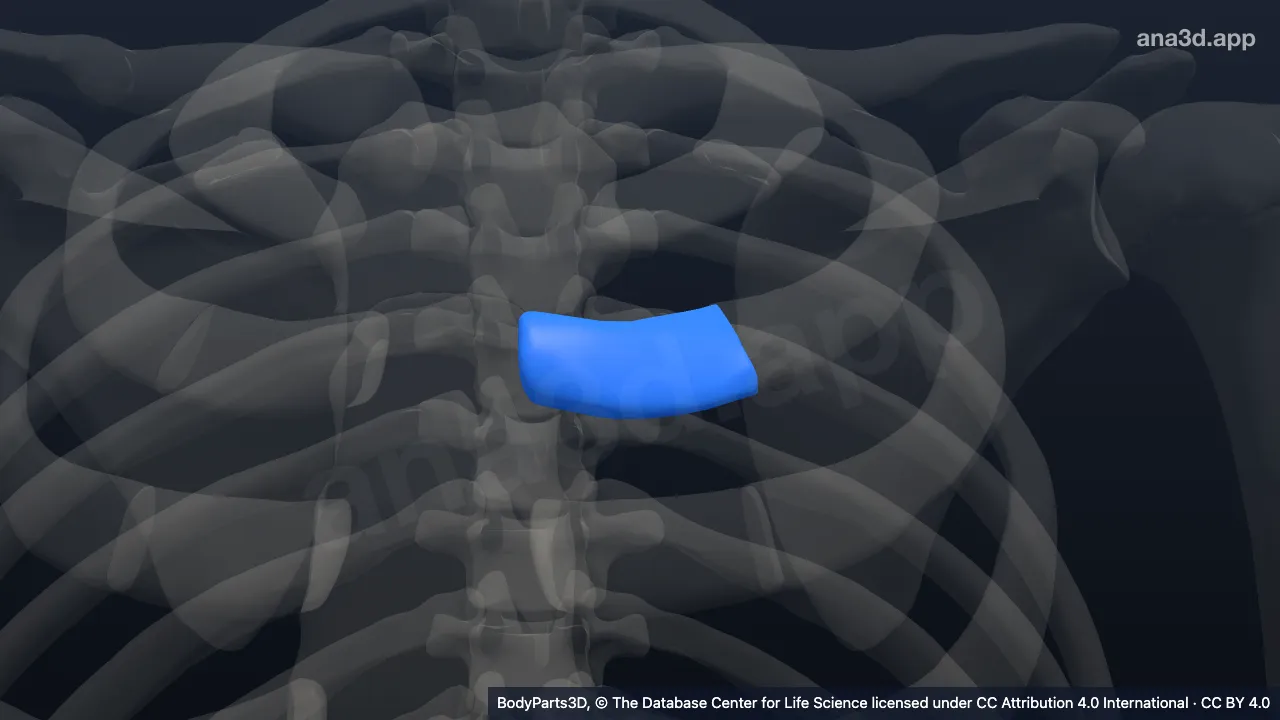 3D model: left second costal cartilage