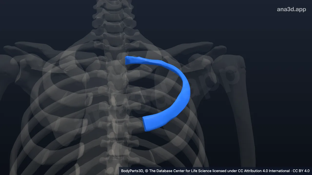 3D model: left third rib