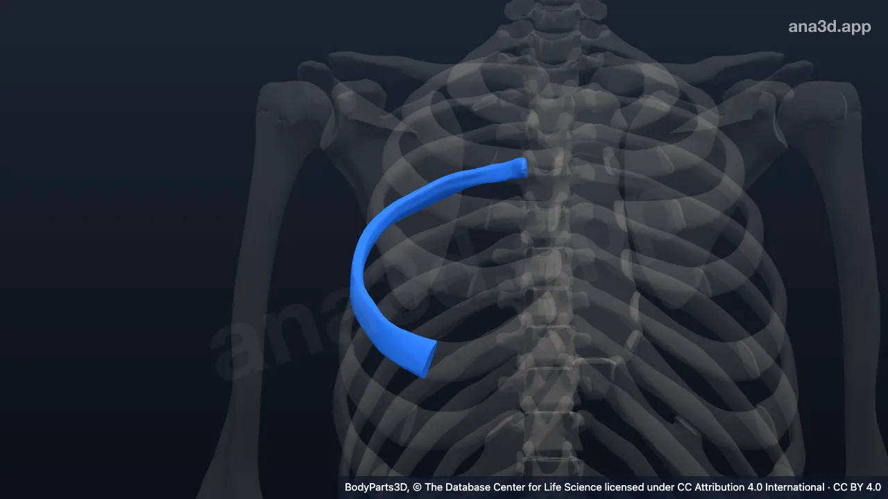 3D model: right fifth rib