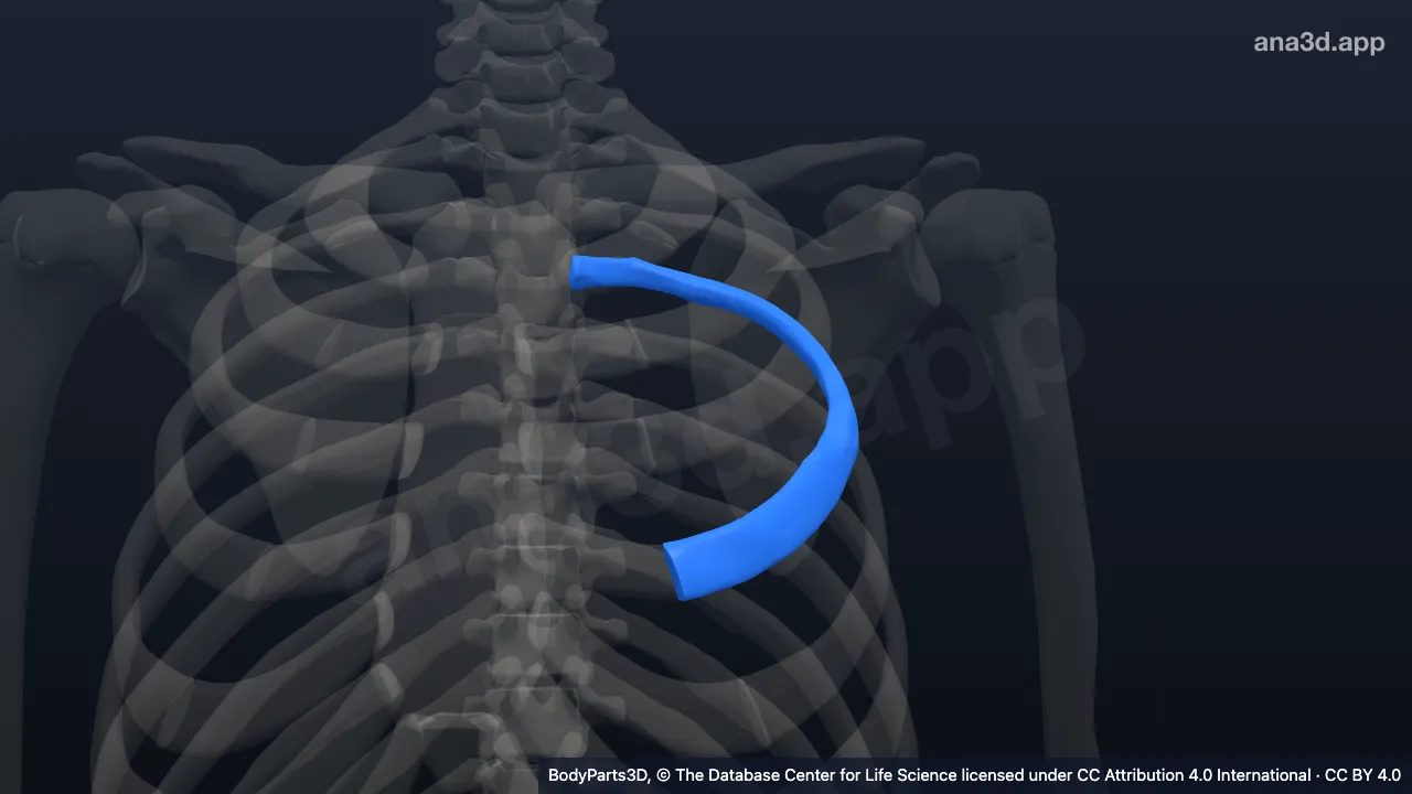 Modelo 3D: Cuarta costilla izquierda