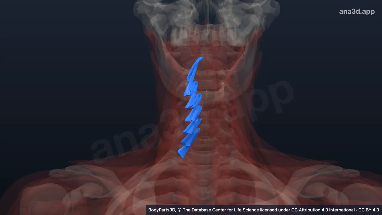 3D model: right cervical rotator
