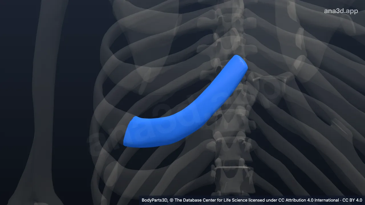 3D model: right sixth costal cartilage