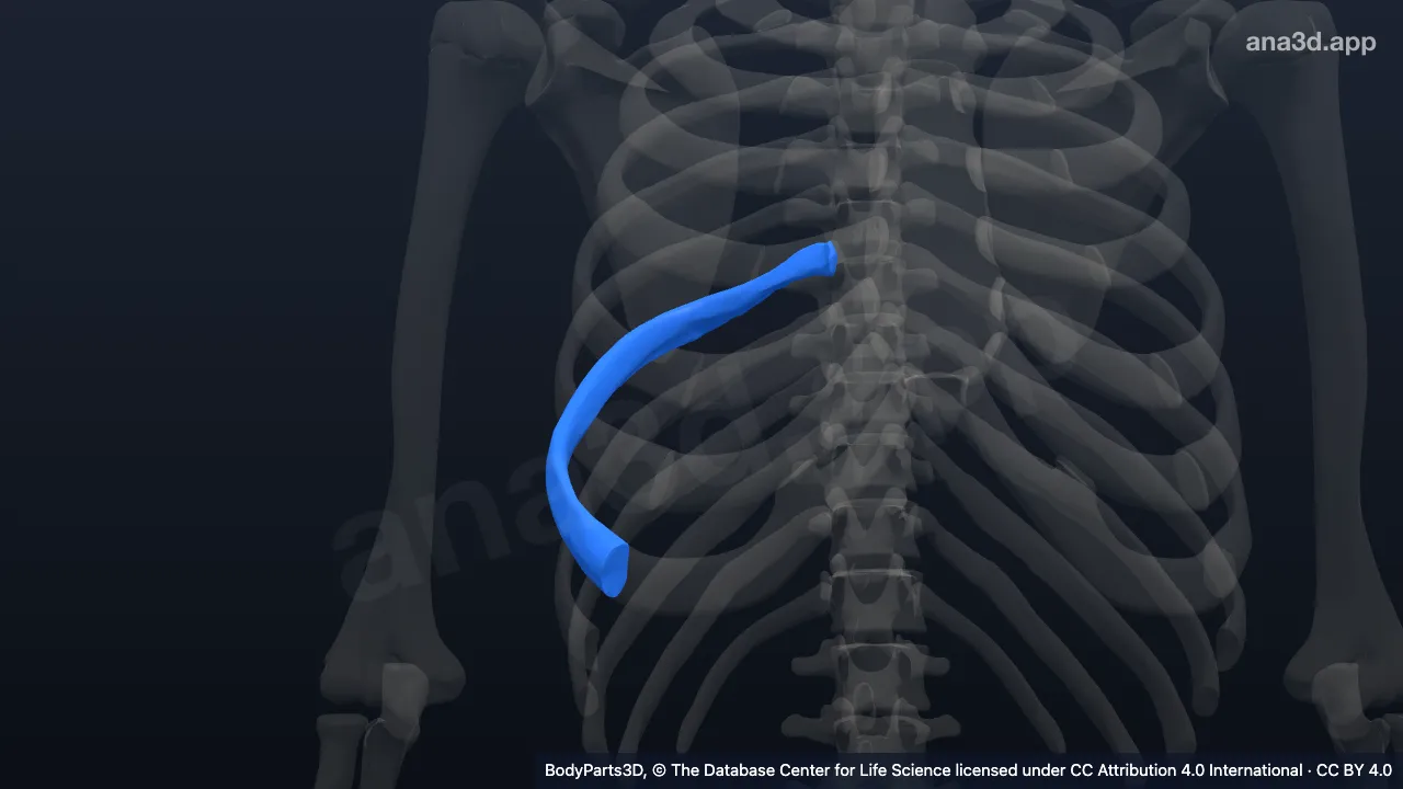 3D model: right seventh rib