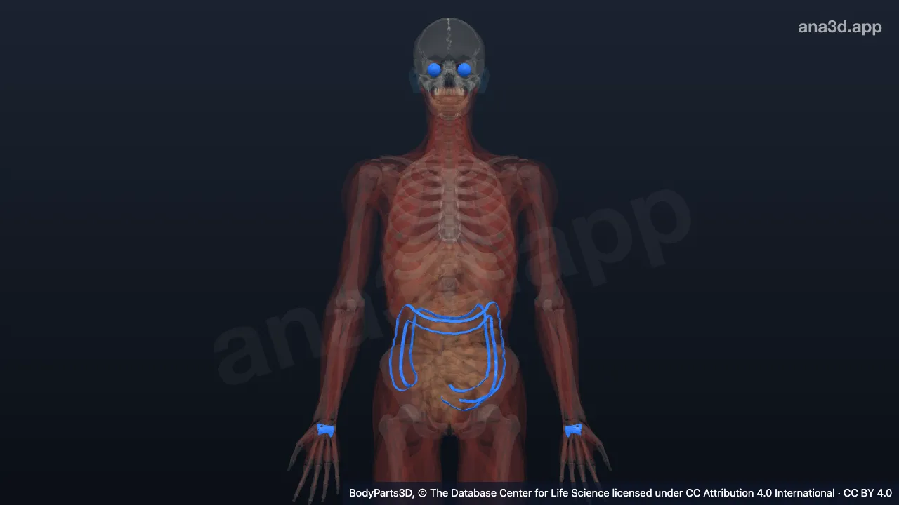 Modelo 3D: Camada componente de órgão