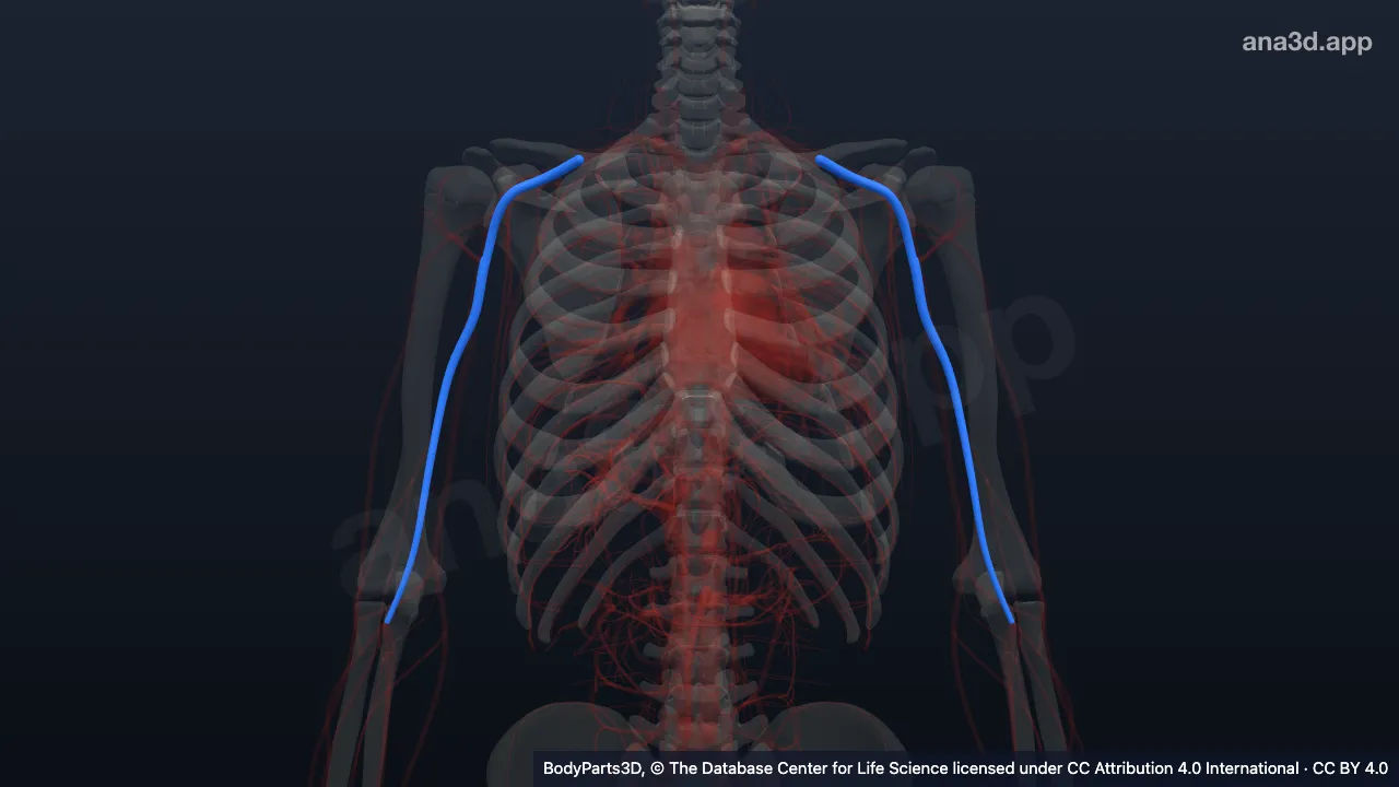 3D model: segment of subclavian artery