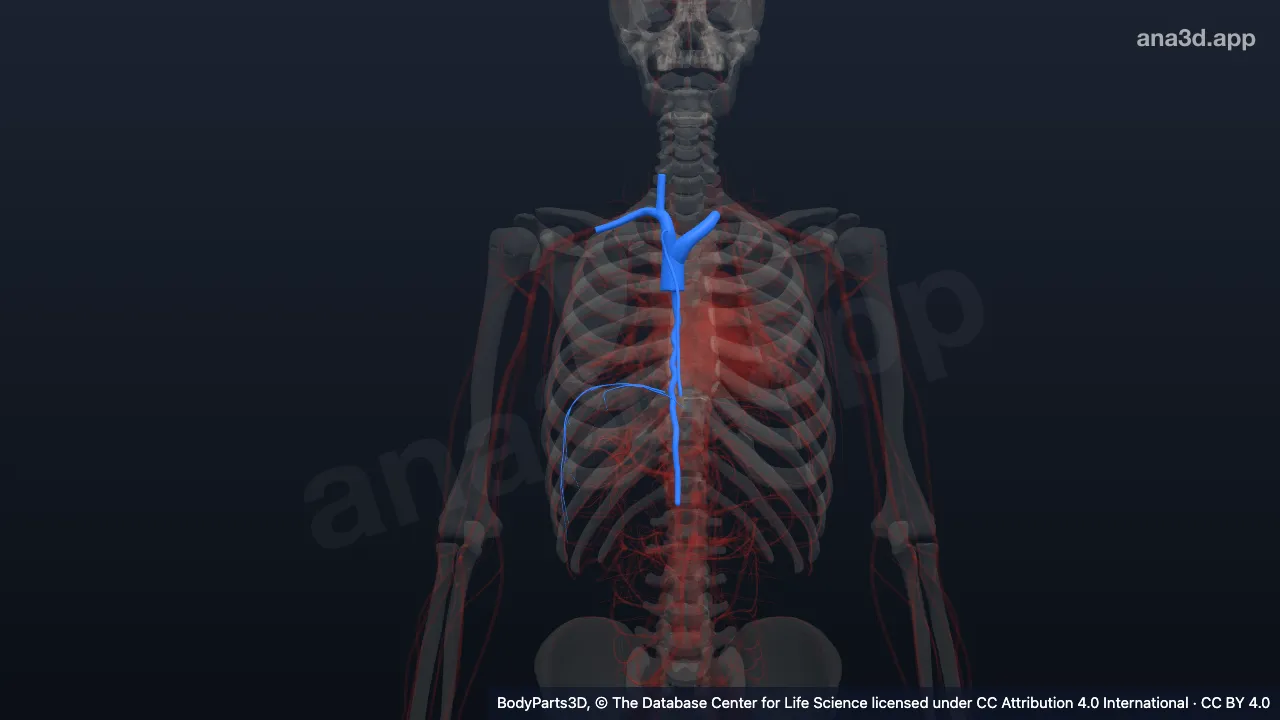 Modelo 3D: Árvore venosa sistêmica superior