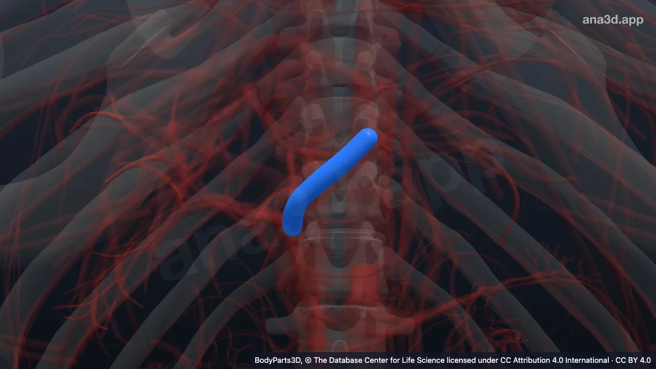 Model 3D: Trunkus vena porta kiri