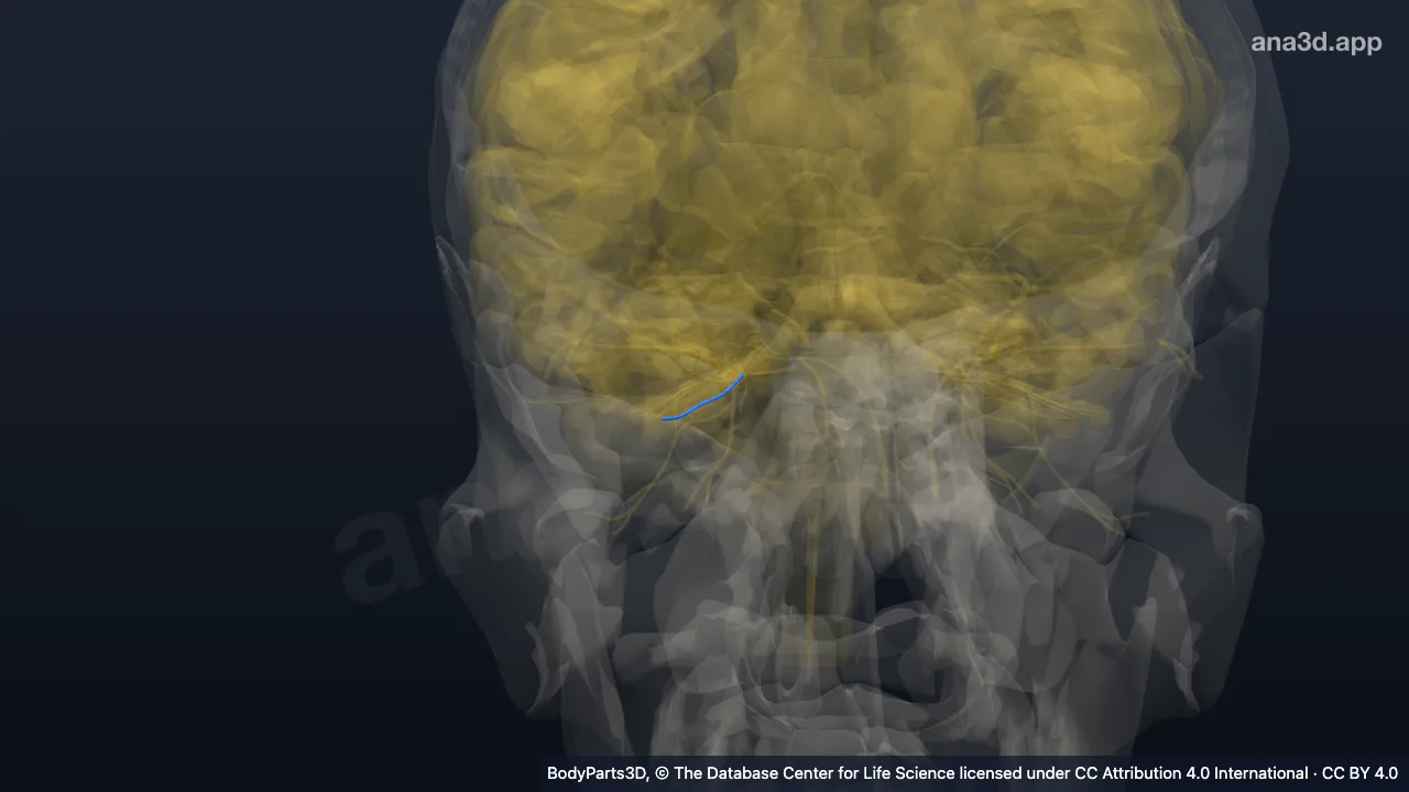 3D model: right long ciliary nerve