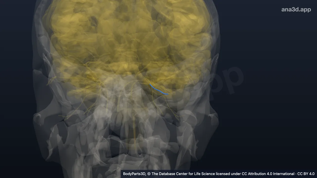 3D model: left long ciliary nerve