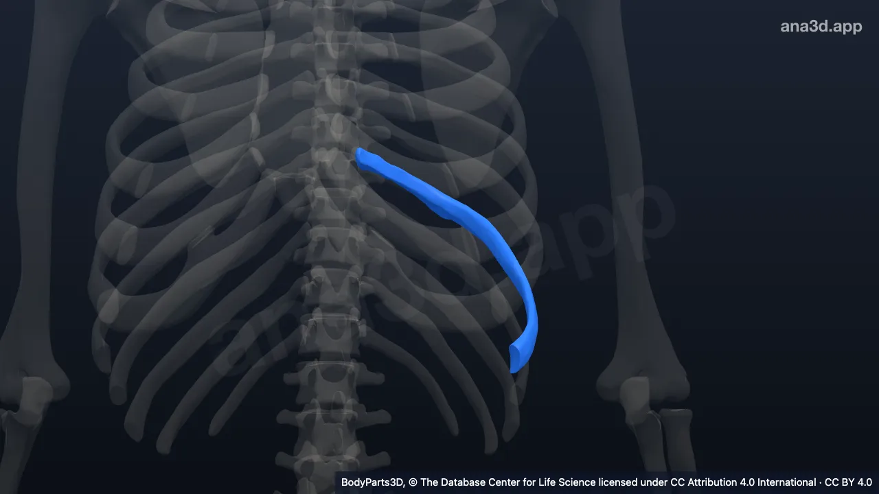 3D model: left eighth rib