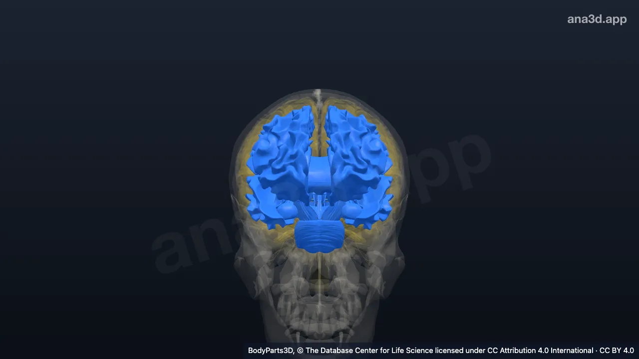 Modelo 3D: Agrupamento de partes de célula do neuroeixo