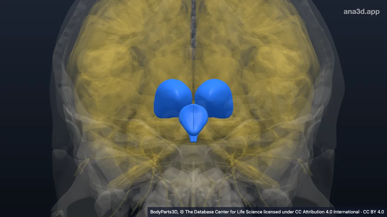 Modelo 3D: Componente de órgano del neuroeje