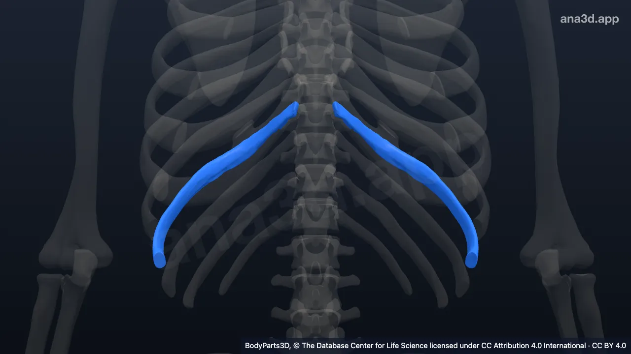 3D model: ninth rib