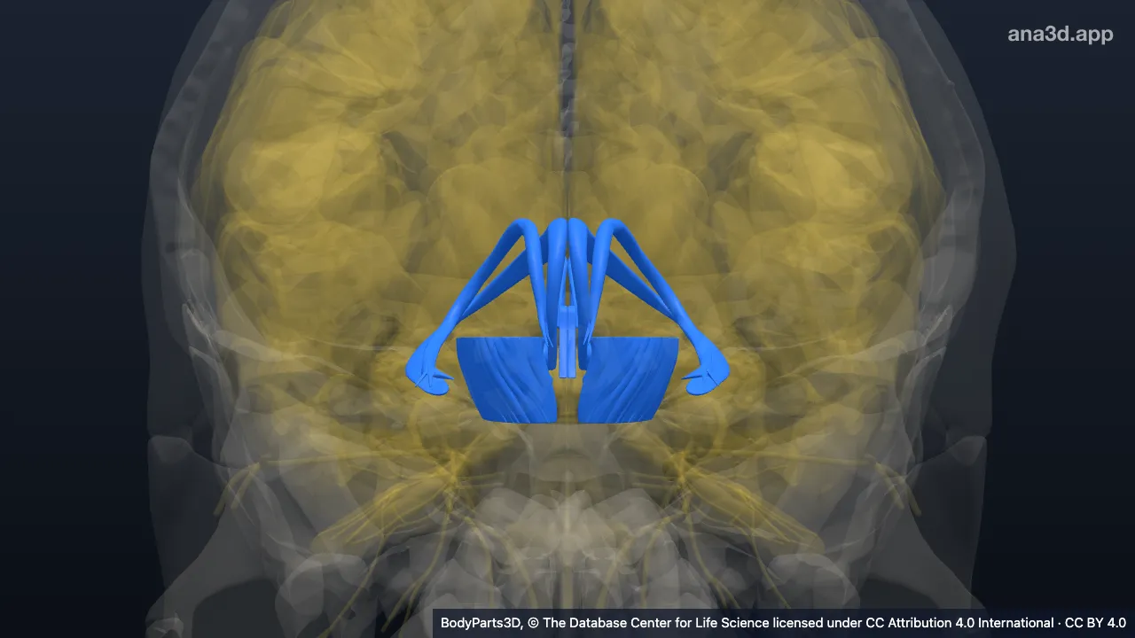 Model 3D: Segmen substansia alba neuraksis