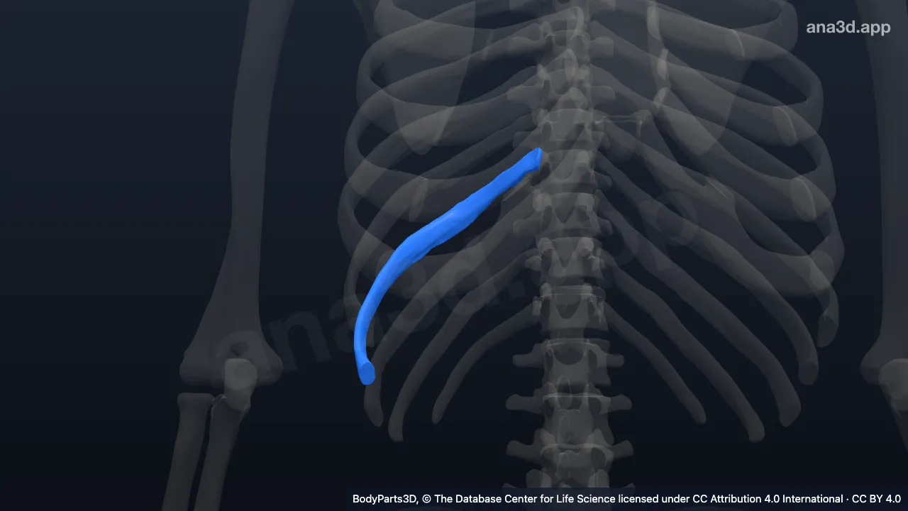 3D model: right ninth rib
