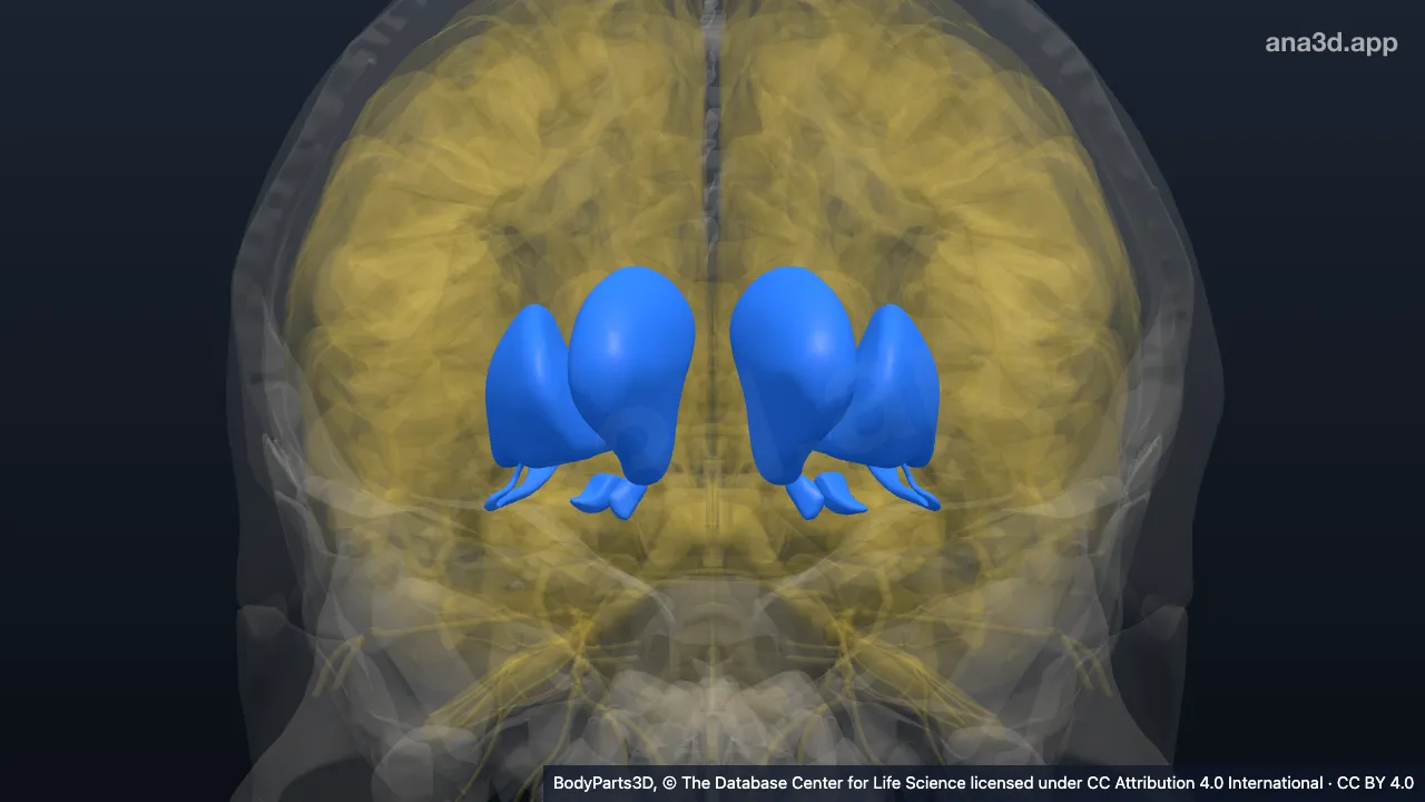 3D-Modell: Nucleus