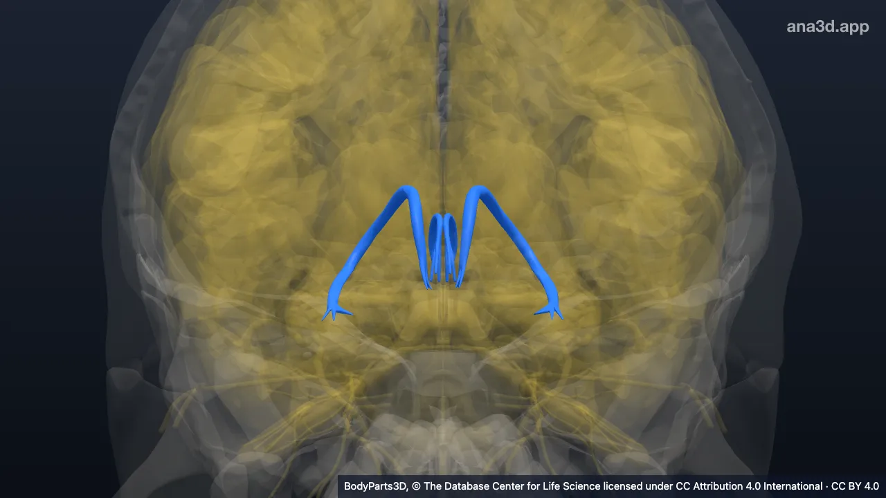 Model 3D: Stria neuraksis