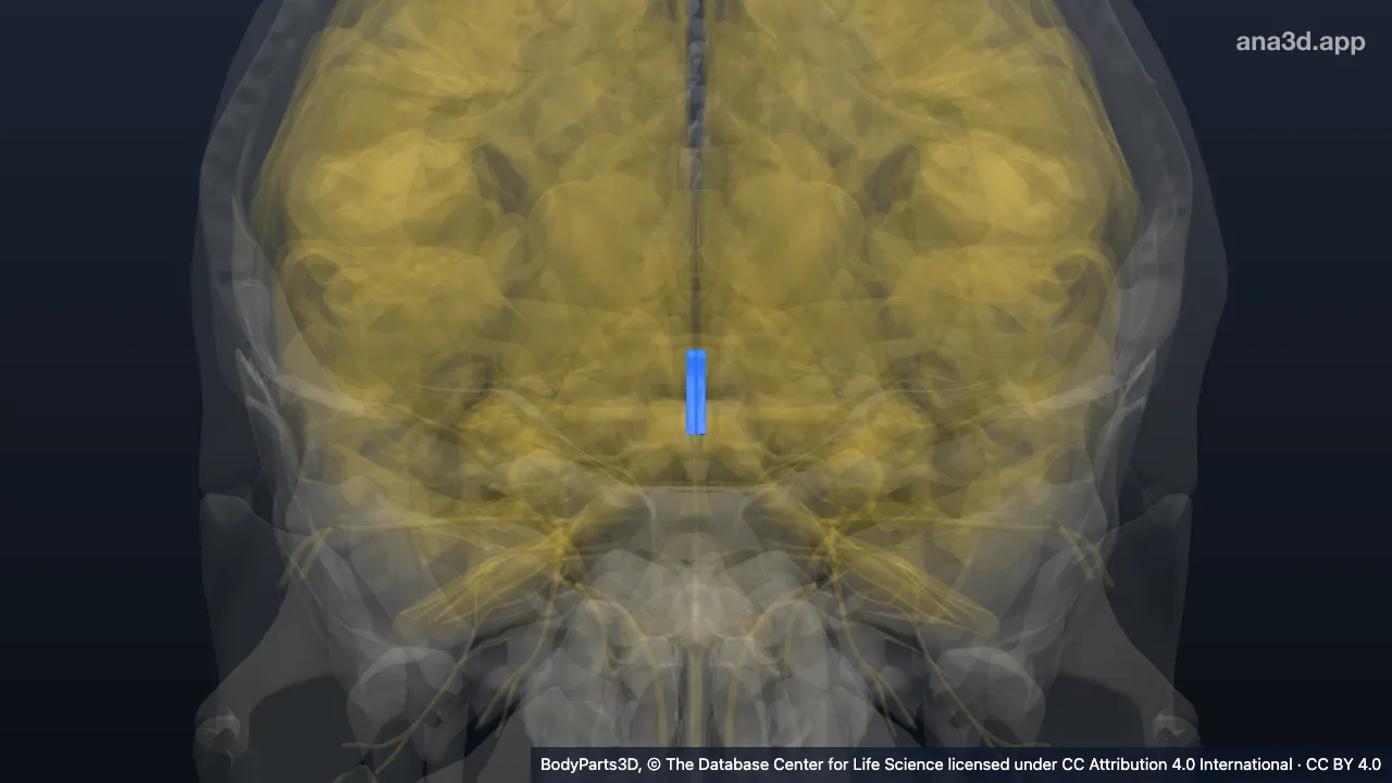 Model 3D: Lamina neuraksis