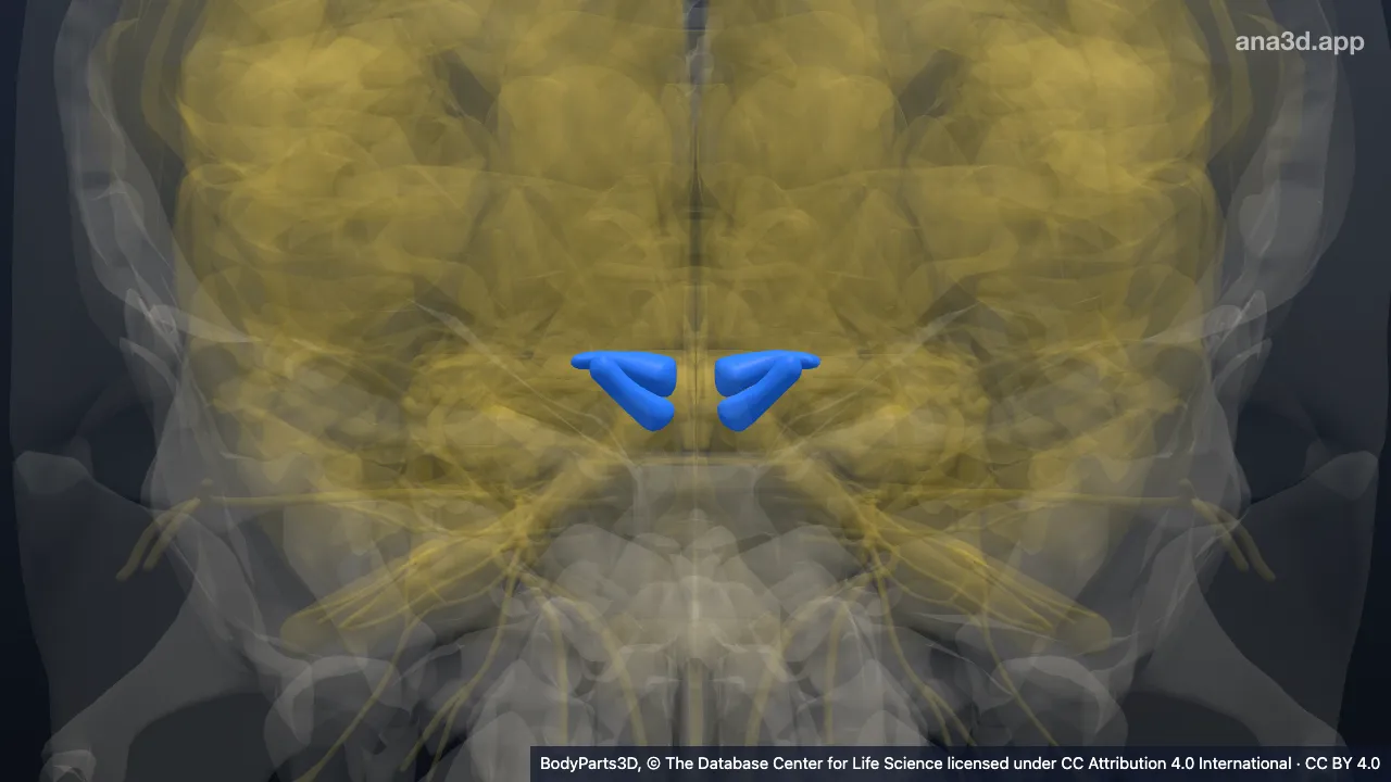 Modelo 3D: Braço do neuroeixo