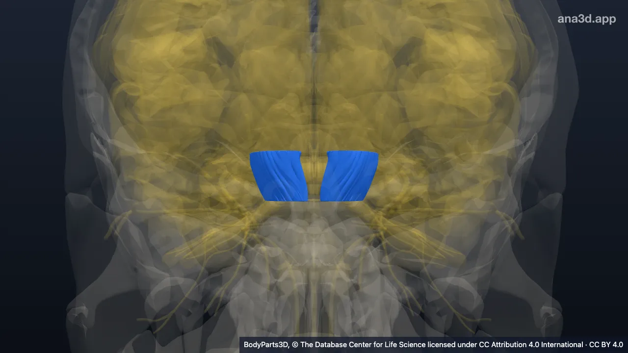 Modelo 3D: Pedúnculo do neuroeixo